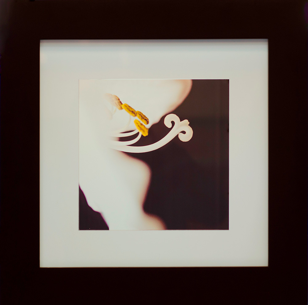 Amaryllis is a digital photograph printed on a transparency by Kelly Irving
