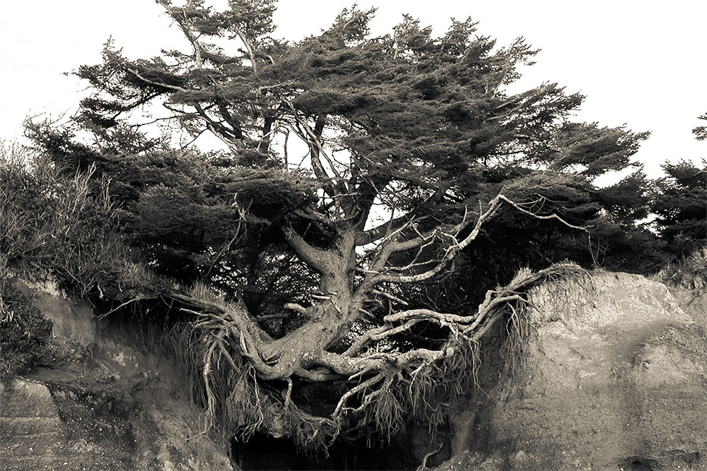 Hangin In There is a digital black and white photograph by Kelly Irving